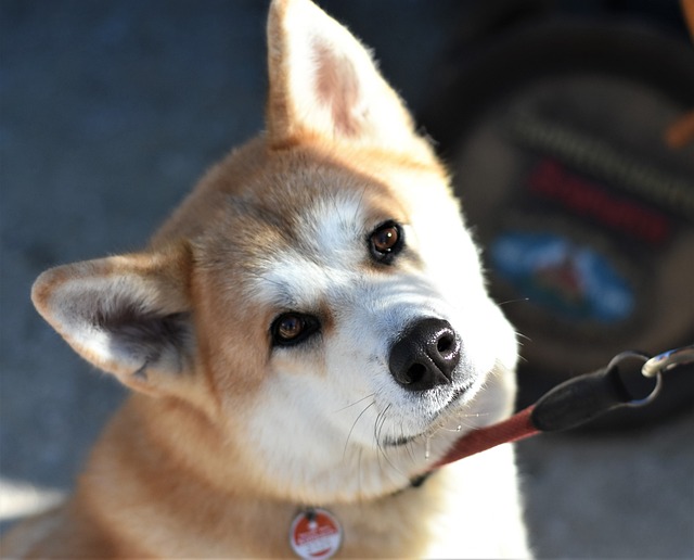 Akita Inu je pes k pohledání